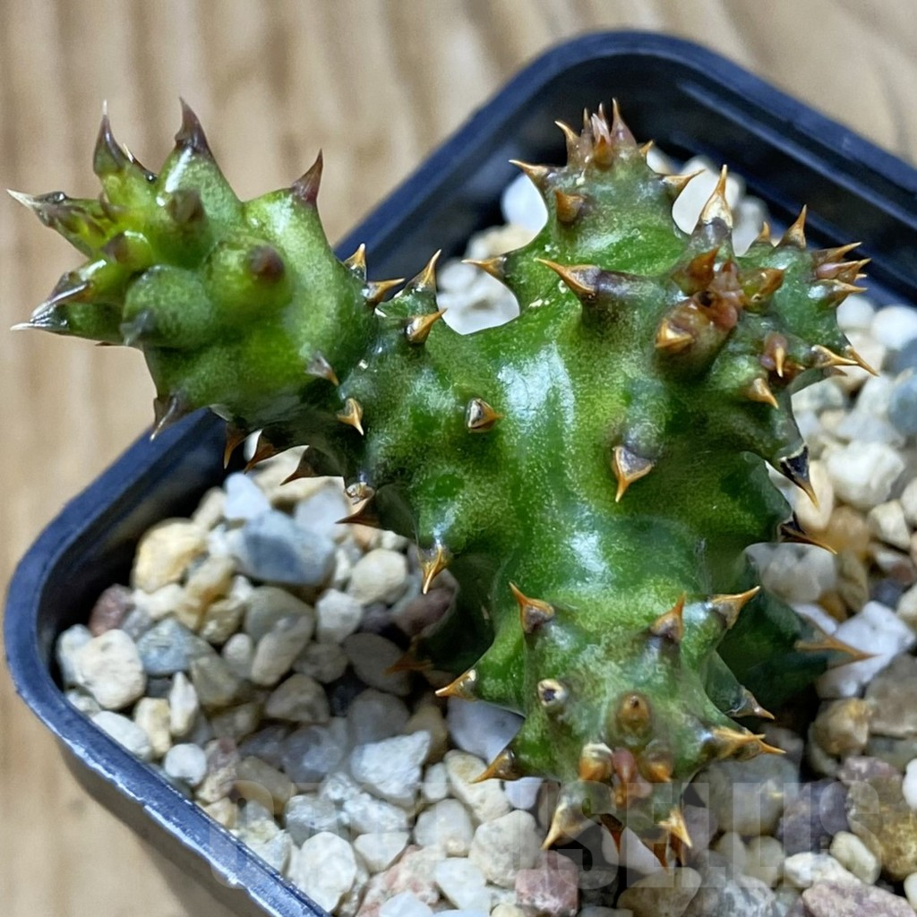 SH5302 Edithcolea grandis, clon 1