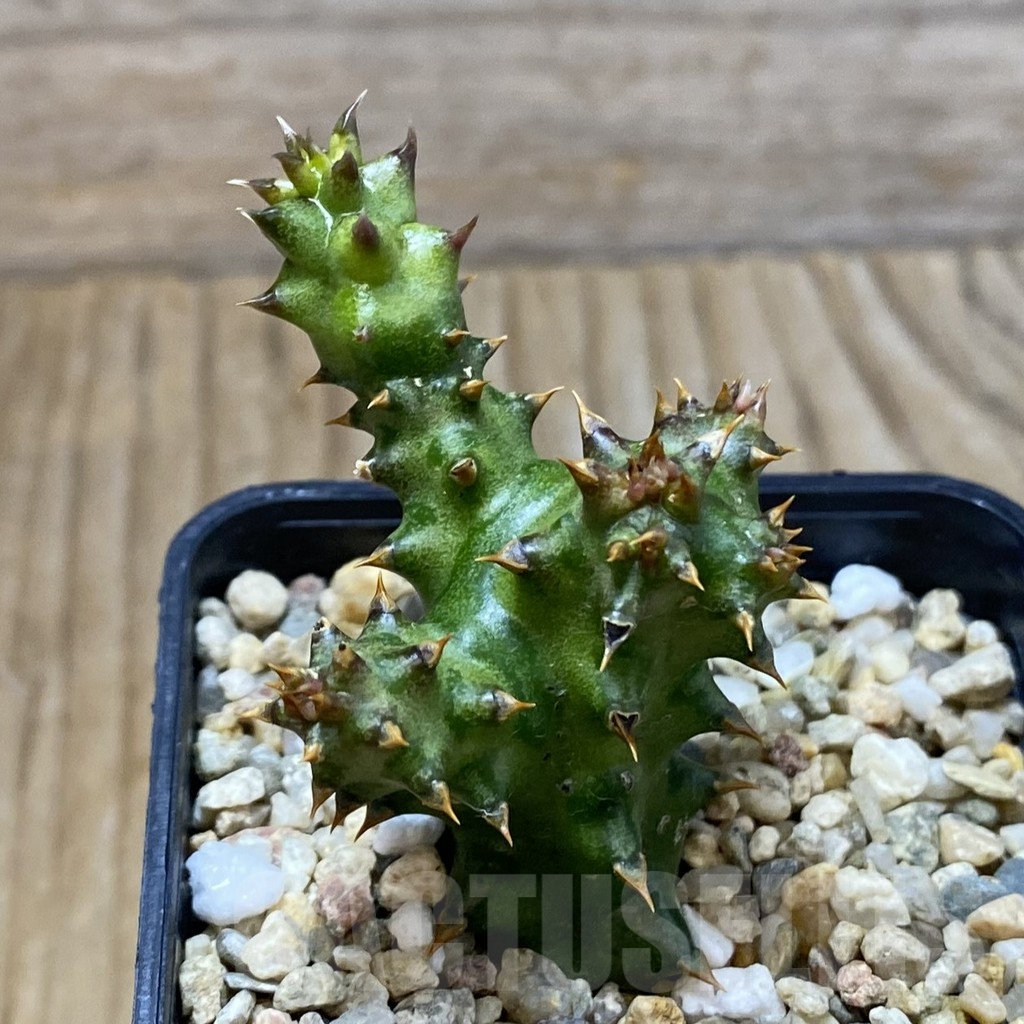 SH5302 Edithcolea grandis, clon 1 - Image 2