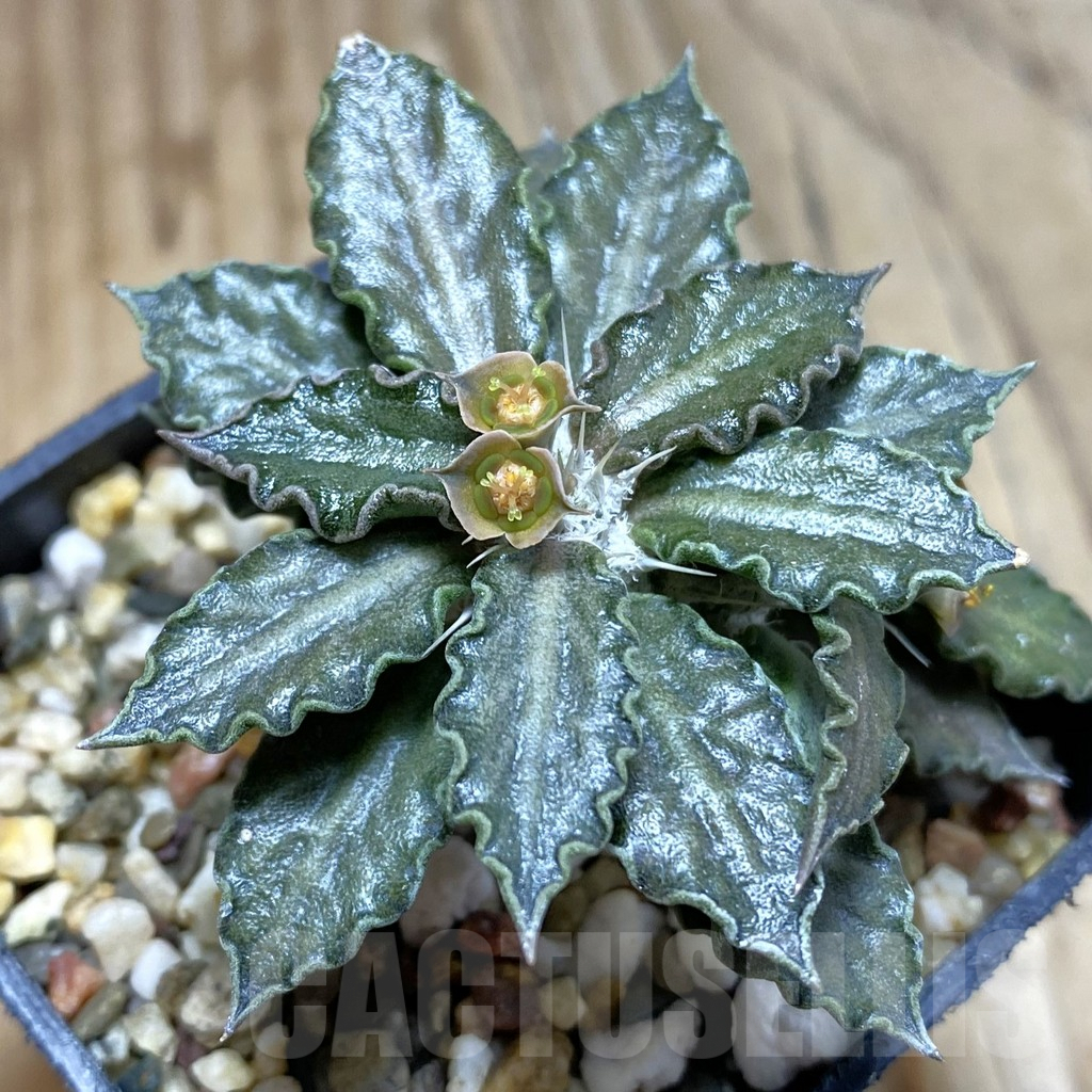 SH5397 Euphorbia tulearensis