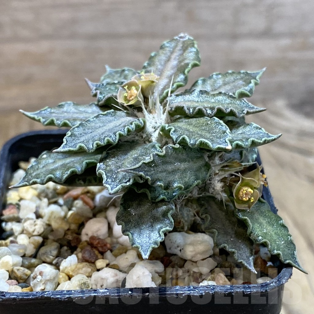 SH5397 Euphorbia tulearensis - Image 2