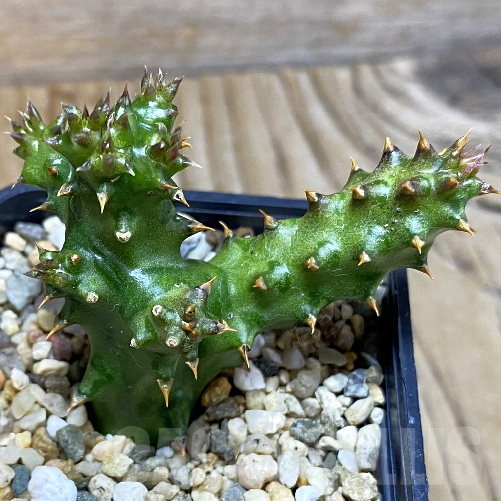 SH5399 Edithcolea grandis