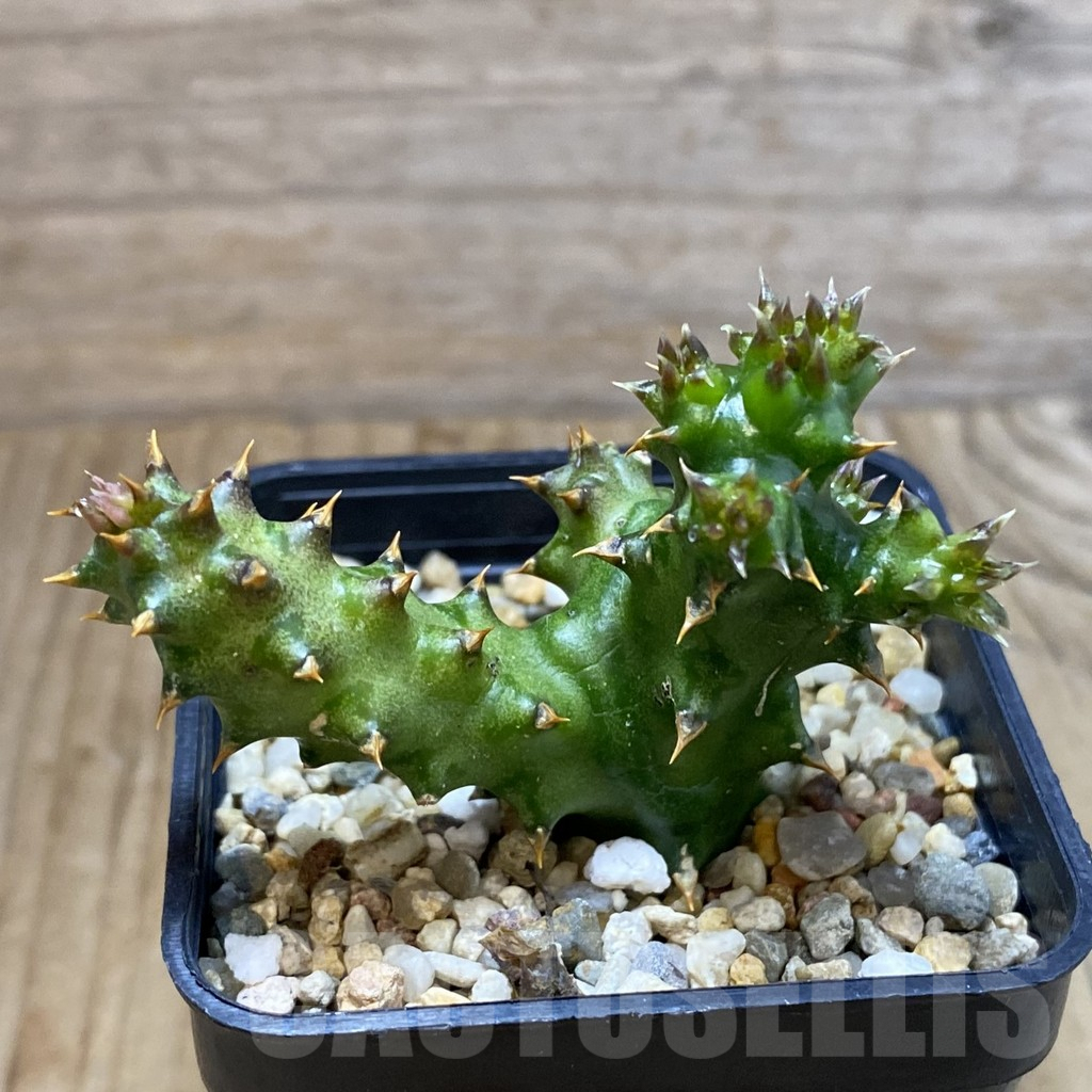 SH5399 Edithcolea grandis - immagine 2