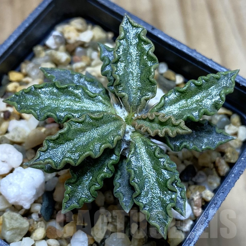 SH5394 Euphorbia tulearensis