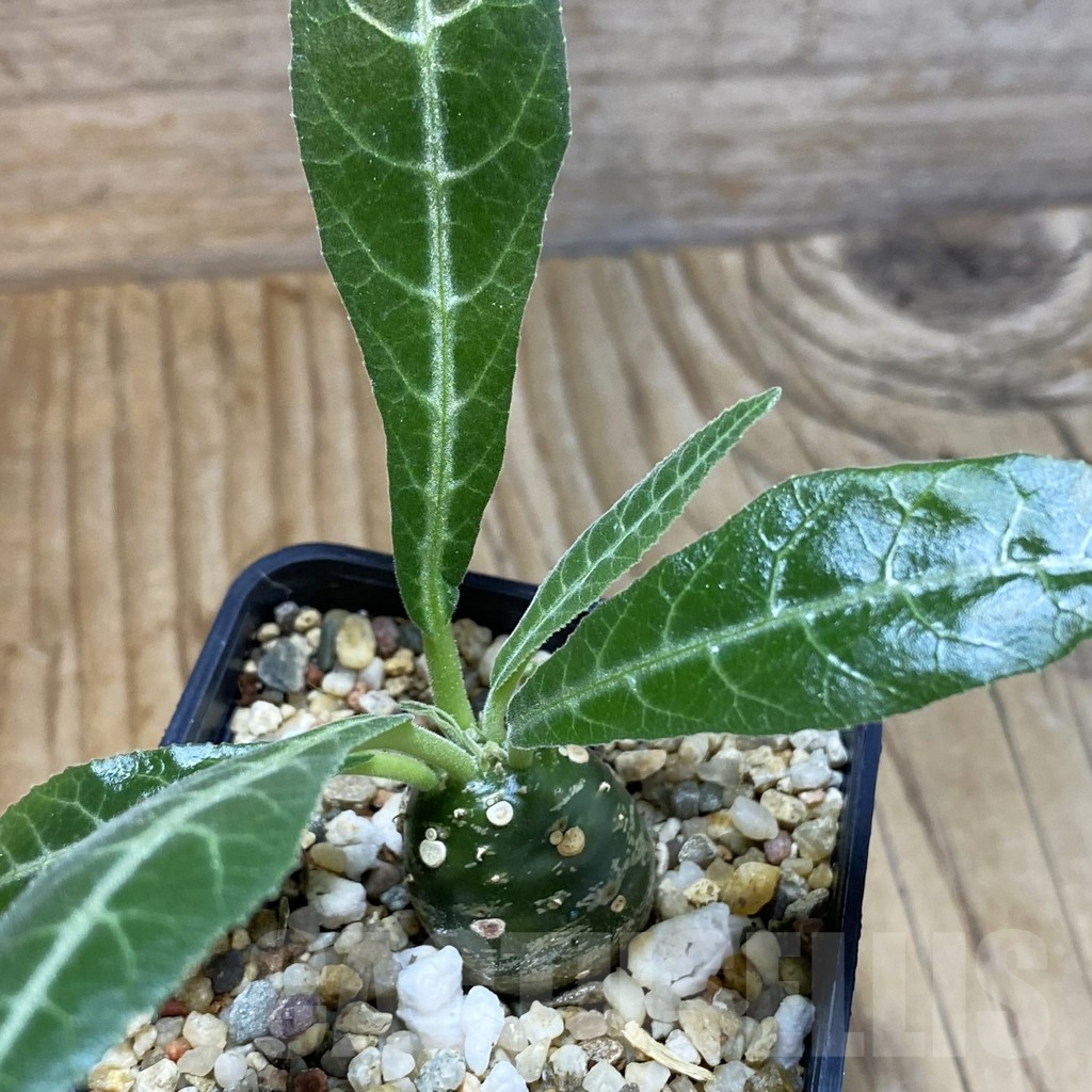 SH5401 Dorstenia lancifolia