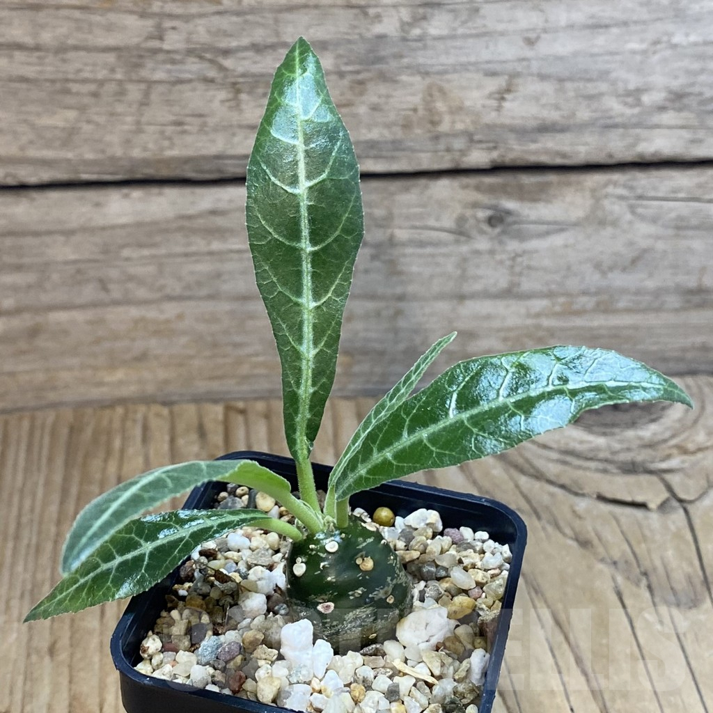 SH5401 Dorstenia lancifolia - immagine 2