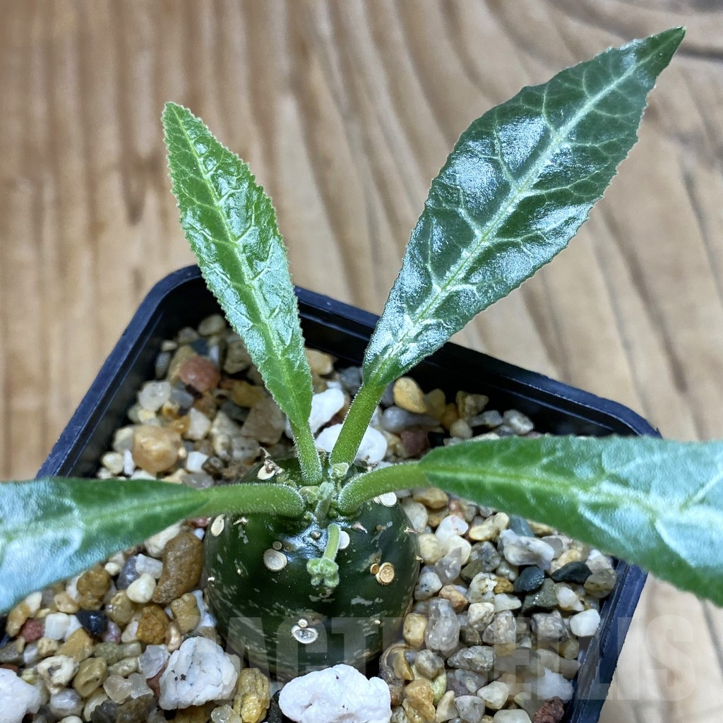 SH5402 Dorstenia lancifolia