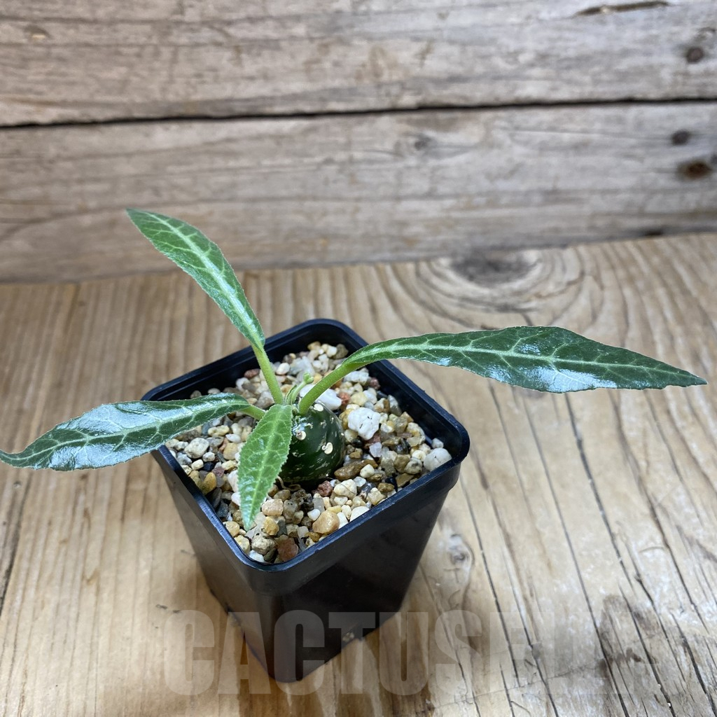 SH5402 Dorstenia lancifolia - immagine 2