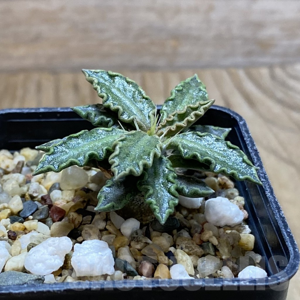 SH5394 Euphorbia tulearensis - Image 2