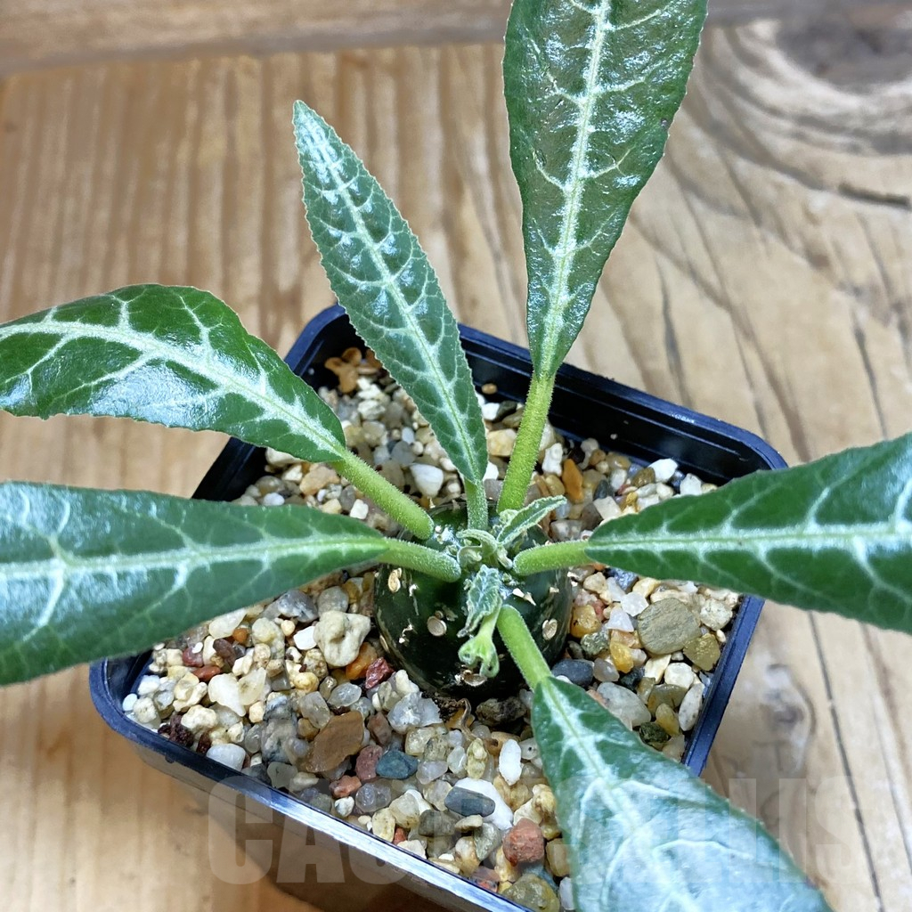 SH5404 Dorstenia lancifolia