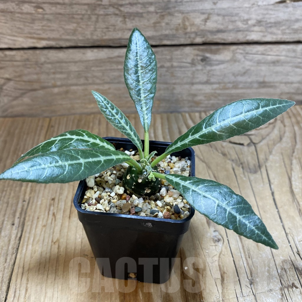 SH5404 Dorstenia lancifolia - Image 2