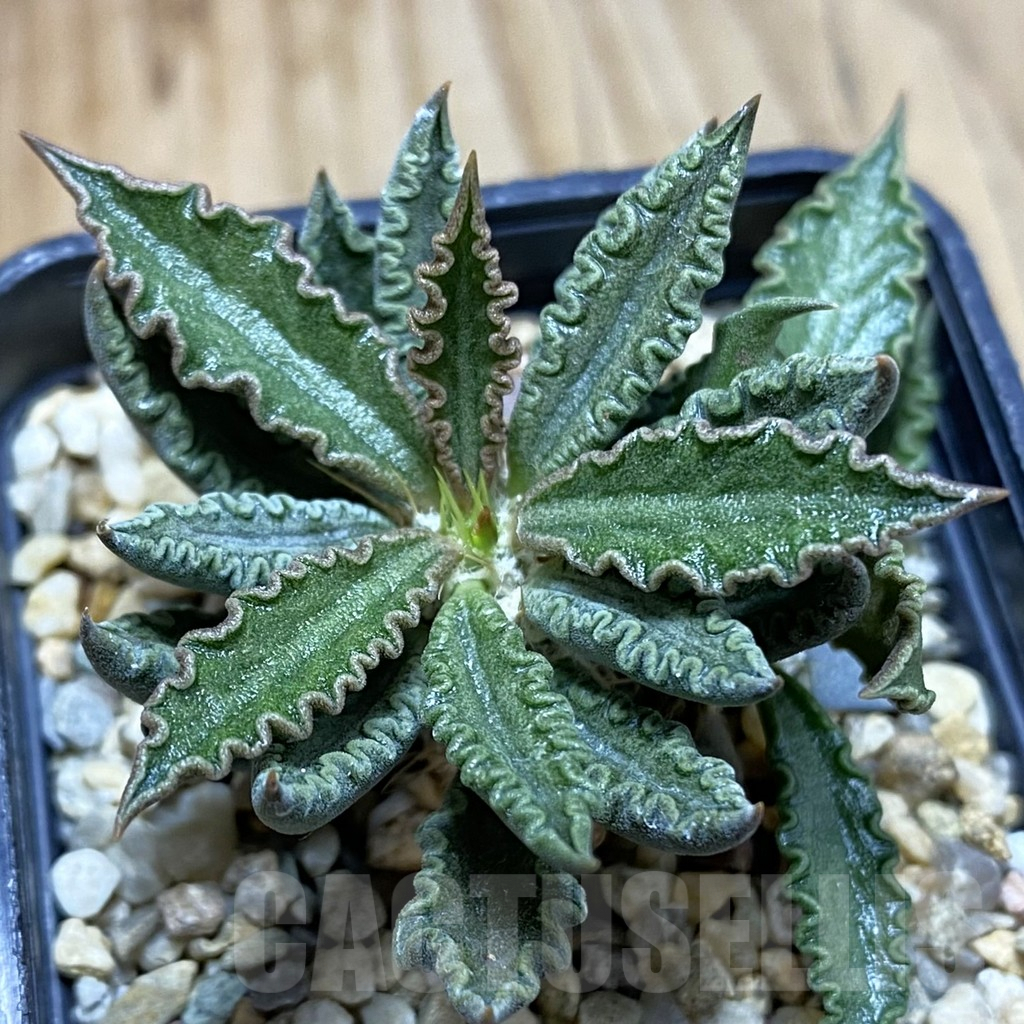 SH5395 Euphorbia tulearensis