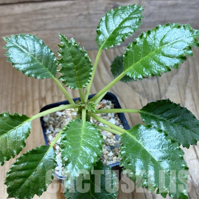 SH5410 Dorstenia horwoodii