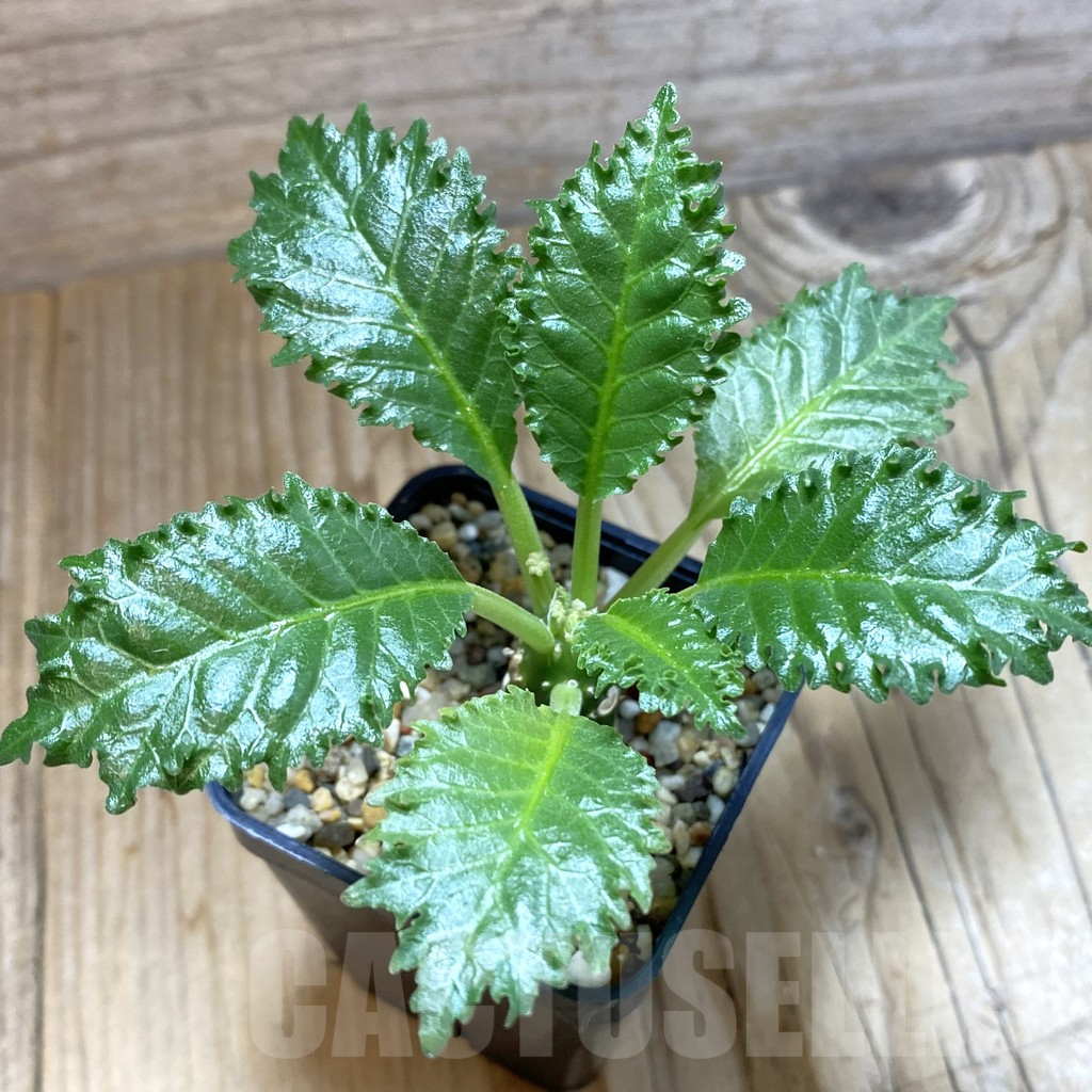 SH5412 Dorstenia horwoodii