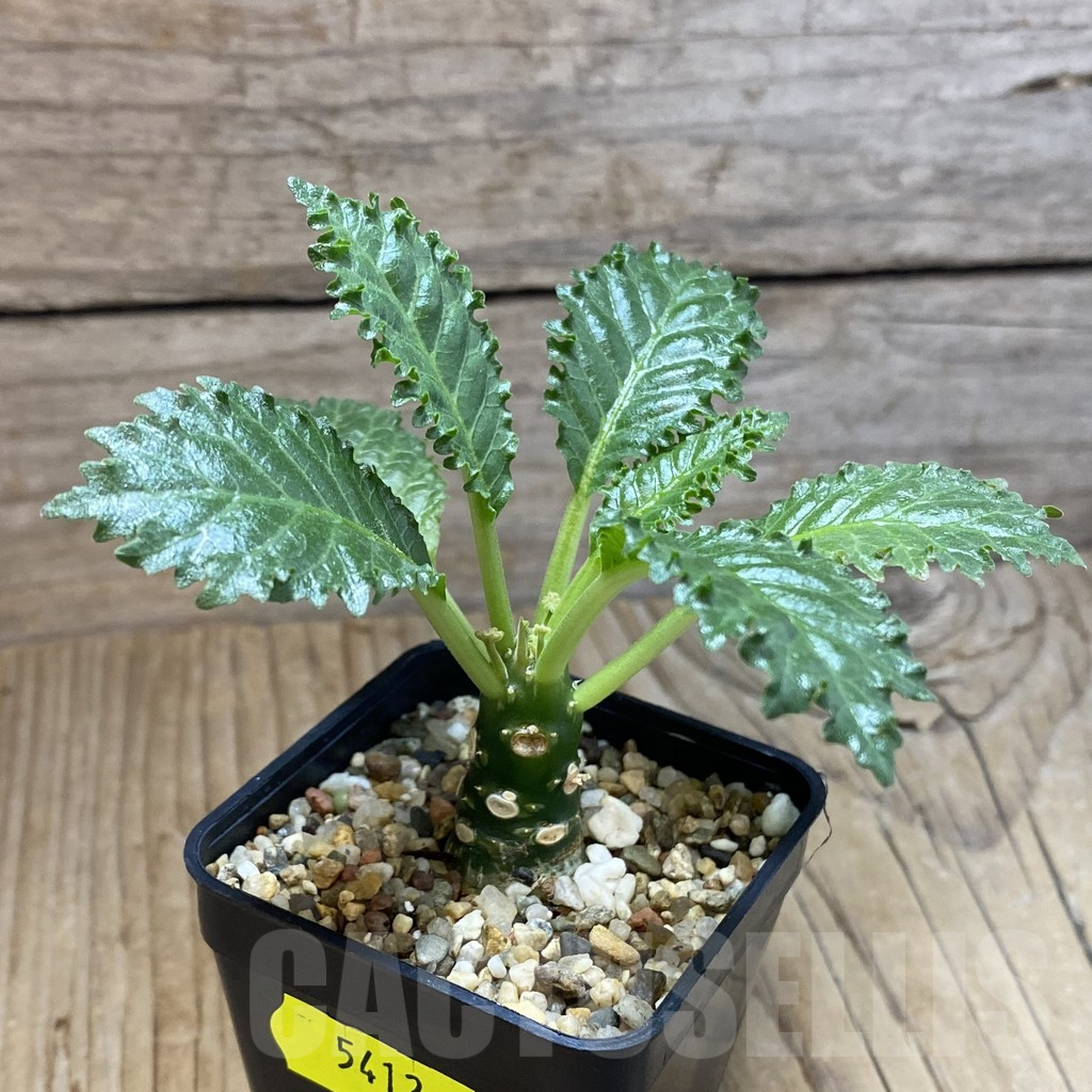 SH5412 Dorstenia horwoodii - Image 2