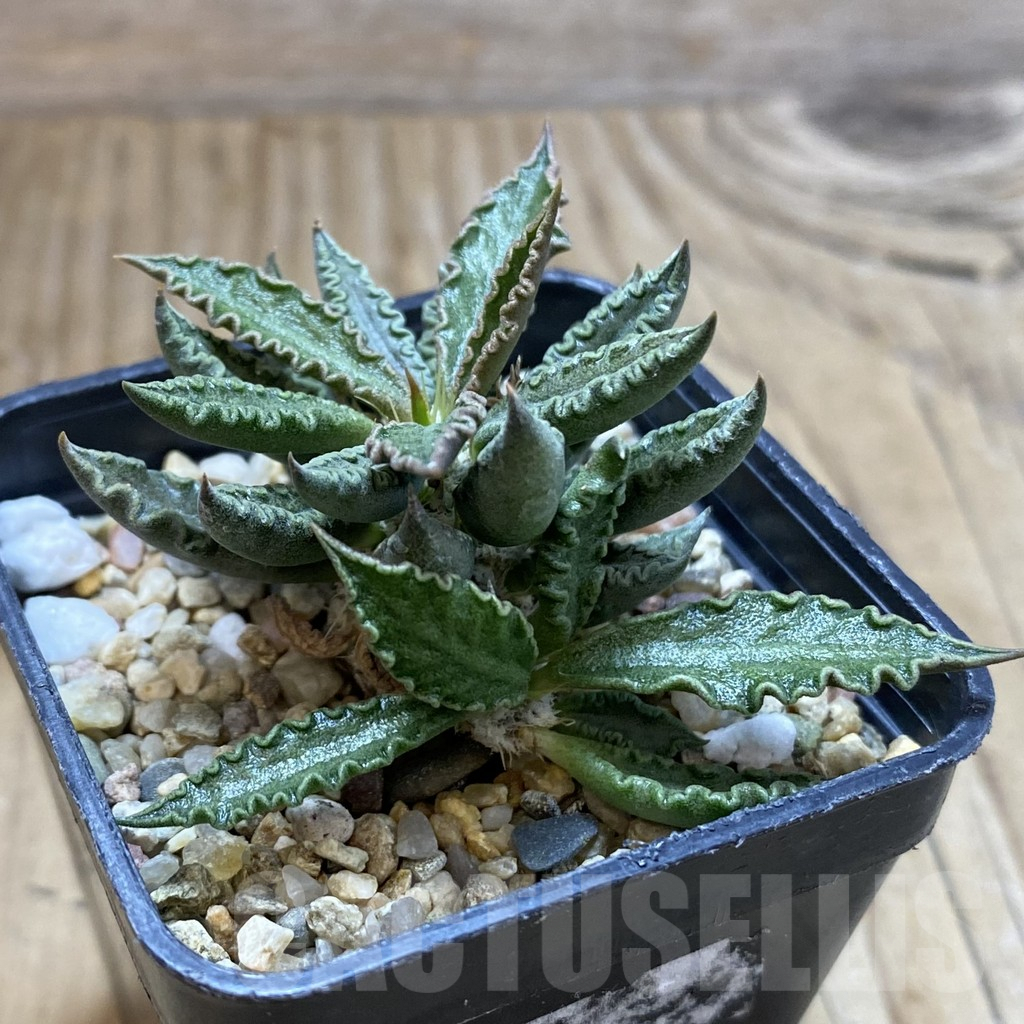 SH5395 Euphorbia tulearensis - Image 2