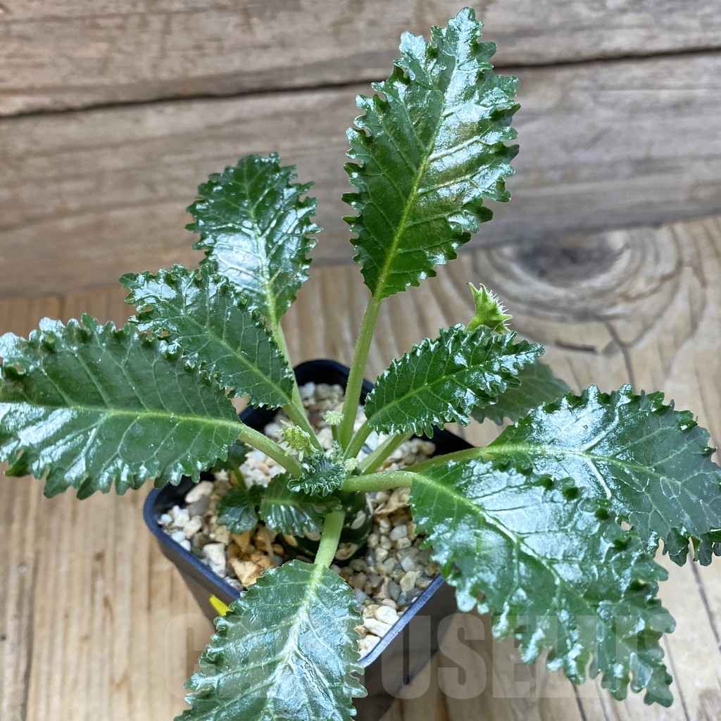 SH5414 Dorstenia horwoodii