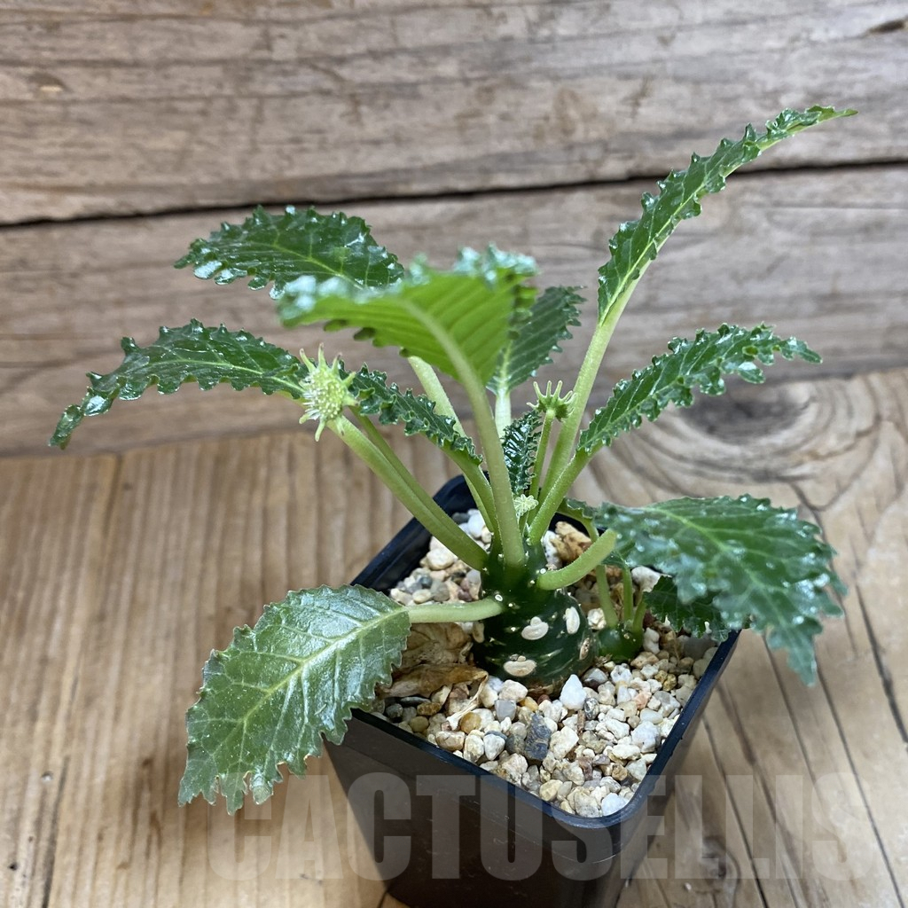 SH5414 Dorstenia horwoodii - immagine 2