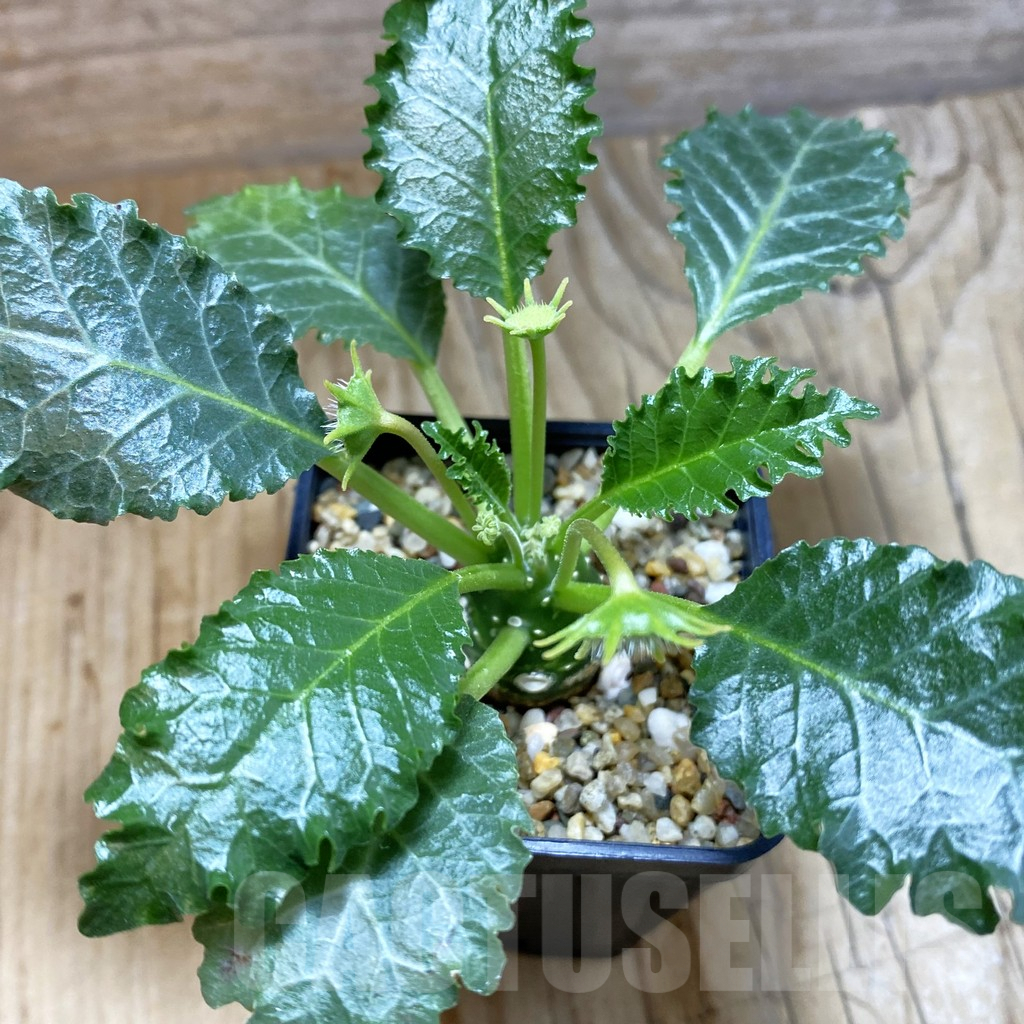 SH5415 Dorstenia horwoodii