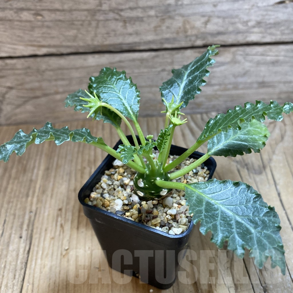 SH5415 Dorstenia horwoodii - Image 2