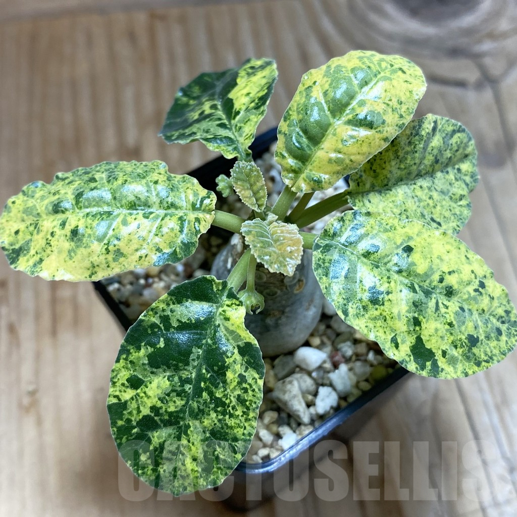 SH5416 Dorstenia foetida f. variegata