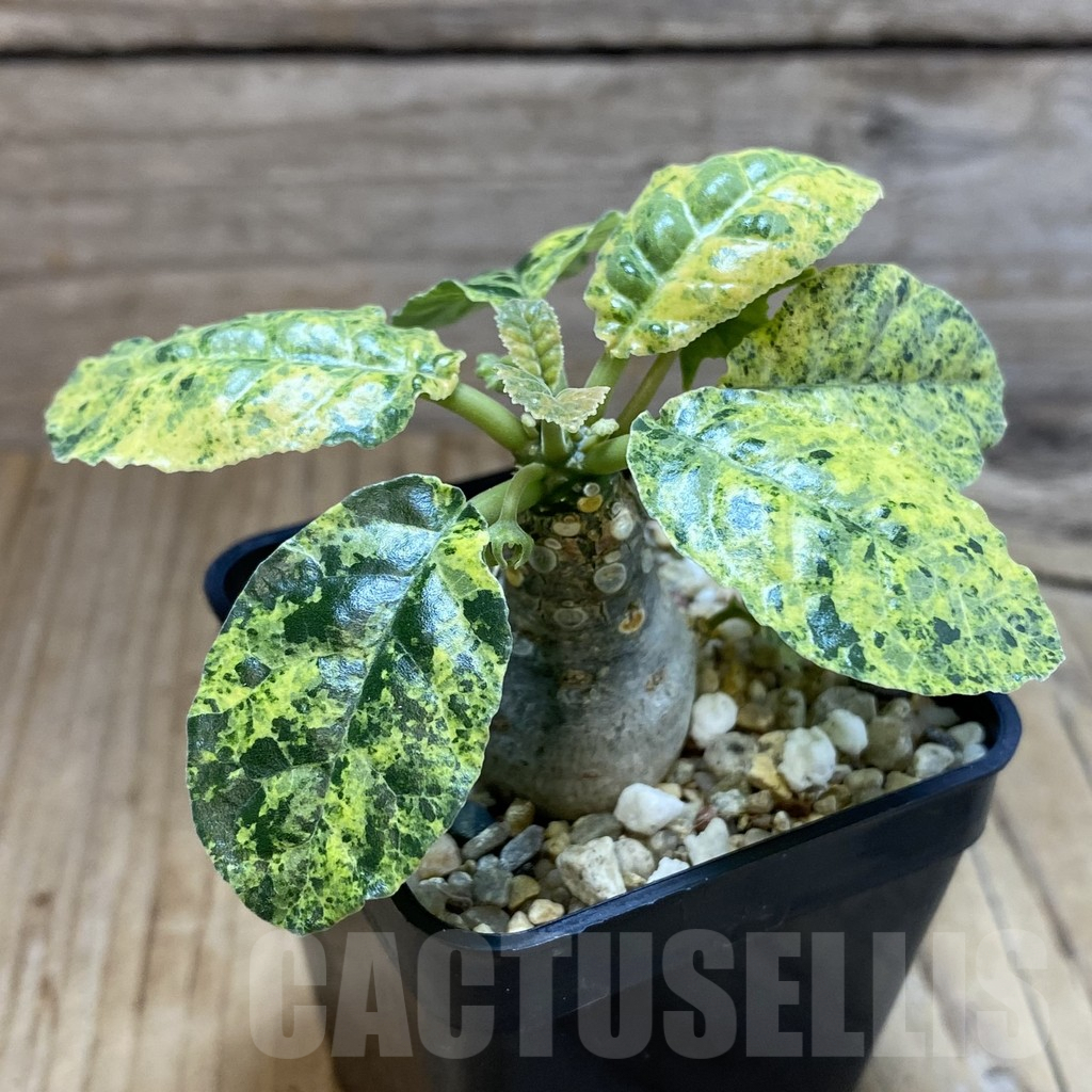 SH5416 Dorstenia foetida f. variegata - Image 2