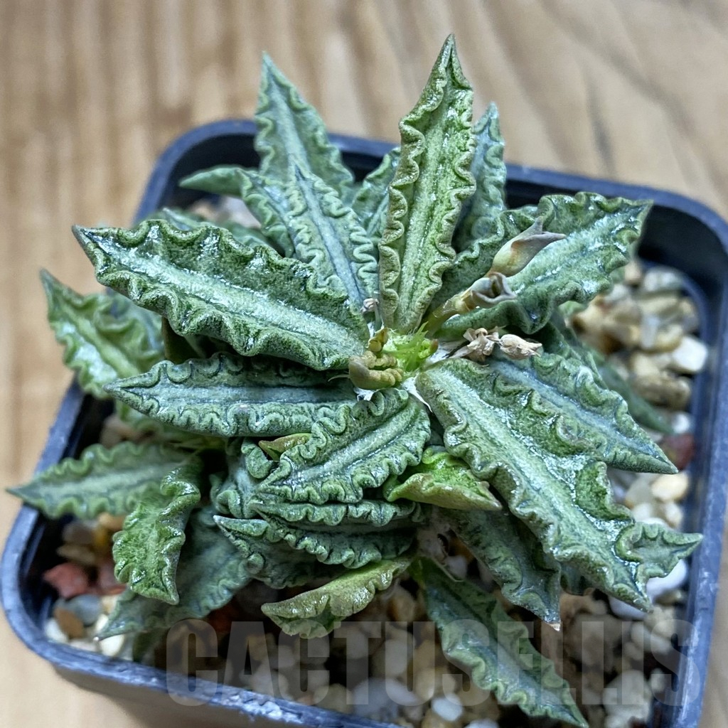 SH5396 Euphorbia tulearensis