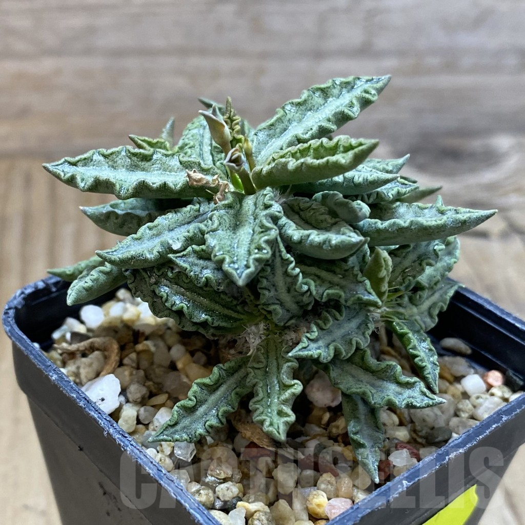 SH5396 Euphorbia tulearensis - Obrázek 2