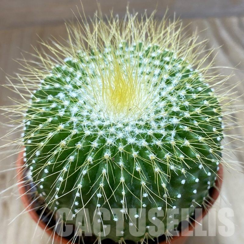 SHND5461 Notocactus leninghausii ‘inermis’