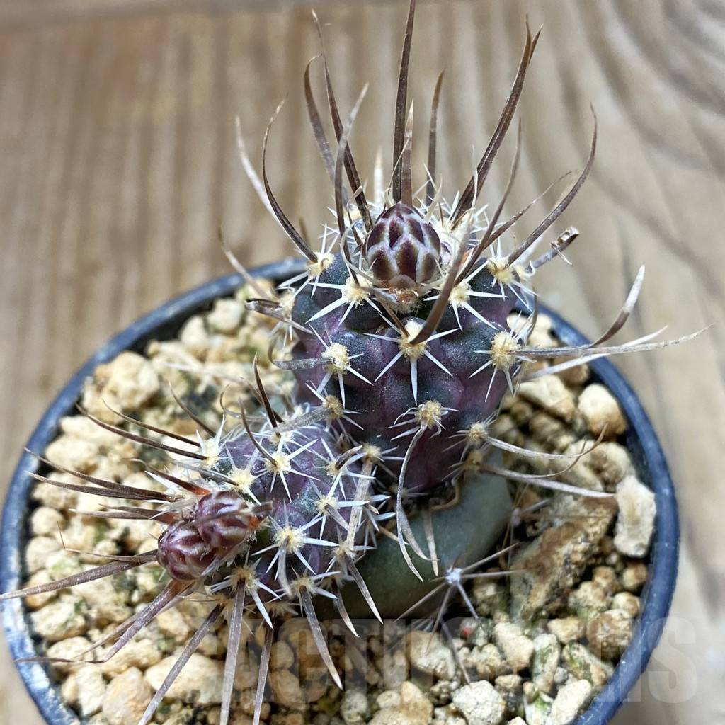 SH5767 Toumeya papyracantha SB 1914, Clone 04, grafted