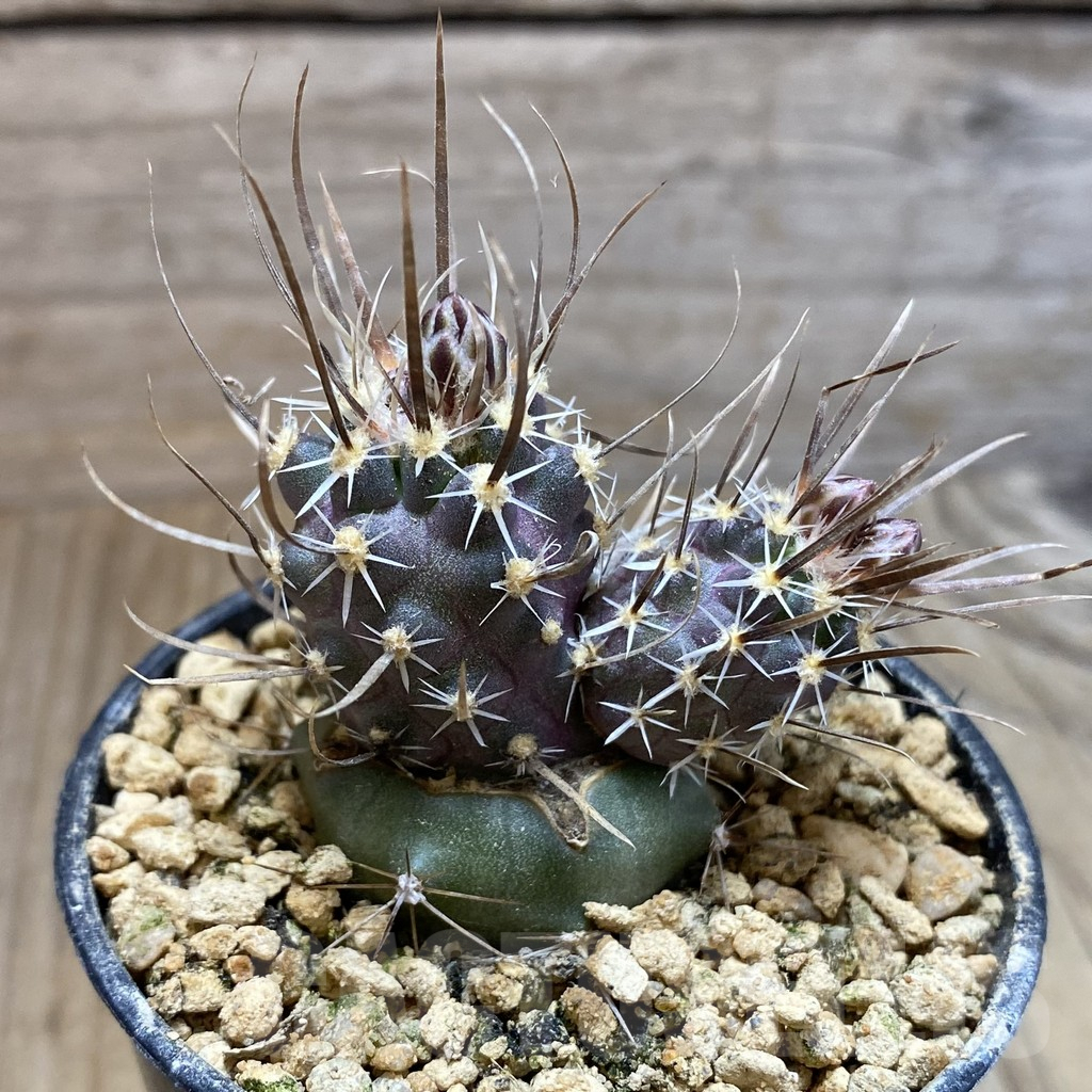 SH5767 Toumeya papyracantha SB 1914, Clone 04, grafted - 画像 (2)