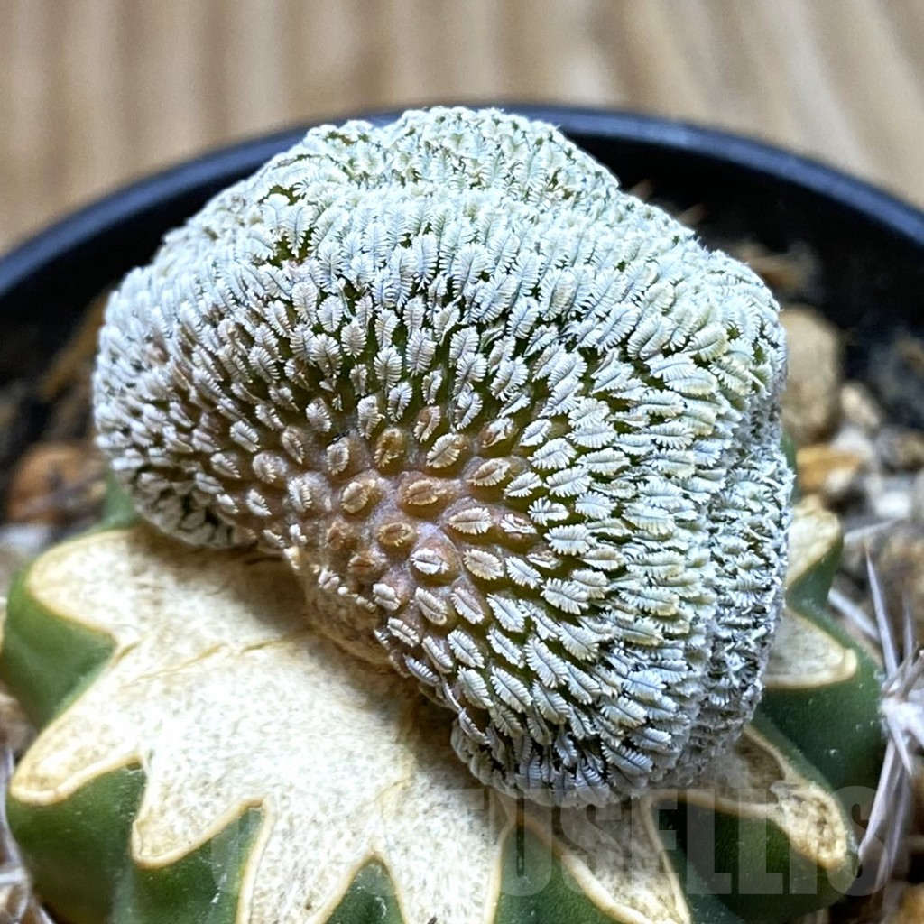 SH5768 Pelecyphora aselliformis f. cristata, grafted