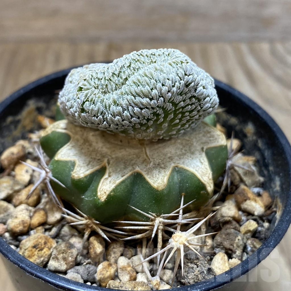 SH5768 Pelecyphora aselliformis f. cristata, grafted - immagine 2