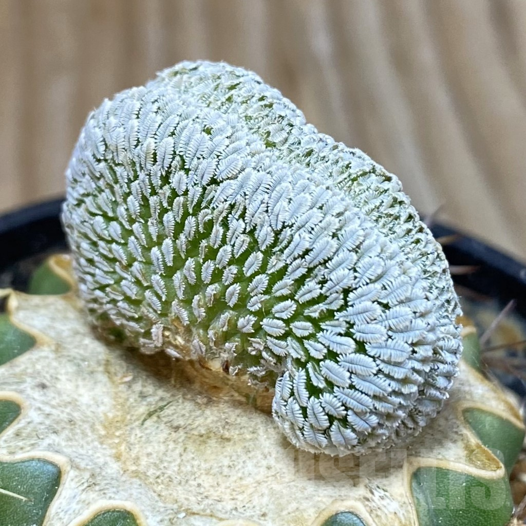 SH5769 Pelecyphora aselliformis f. cristata, grafted