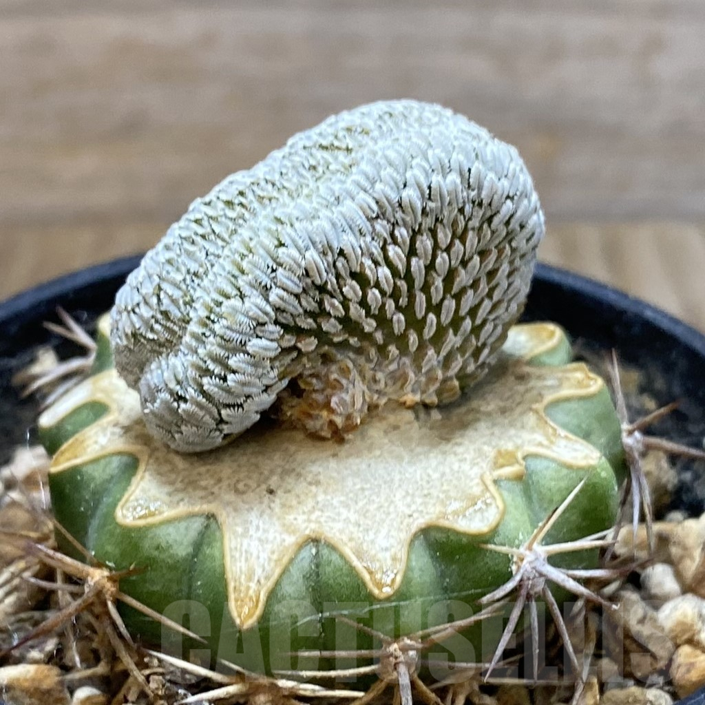 SH5769 Pelecyphora aselliformis f. cristata, grafted - Image 2