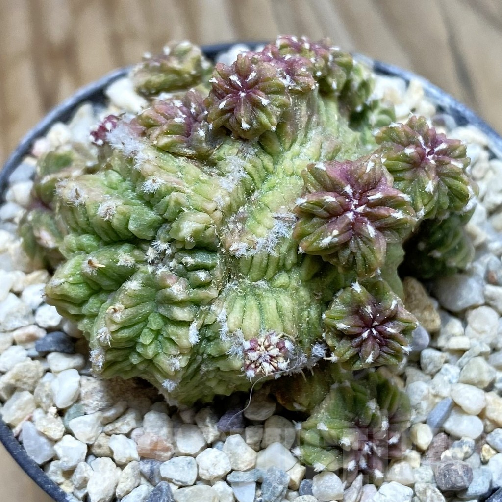 SH5773 Aztekium ritteri VM 1077, Clone 7, grafted