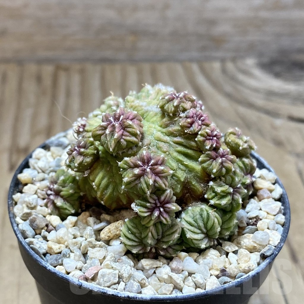 SH5773 Aztekium ritteri VM 1077, Clone 7, grafted - Image 2