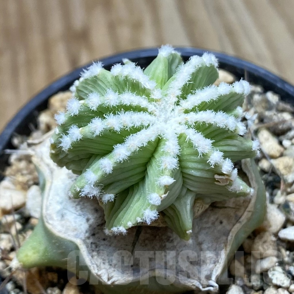SH5774 Aztekium hintonii f. minor GCG 12707, Clone 24, grafted – Bild 2