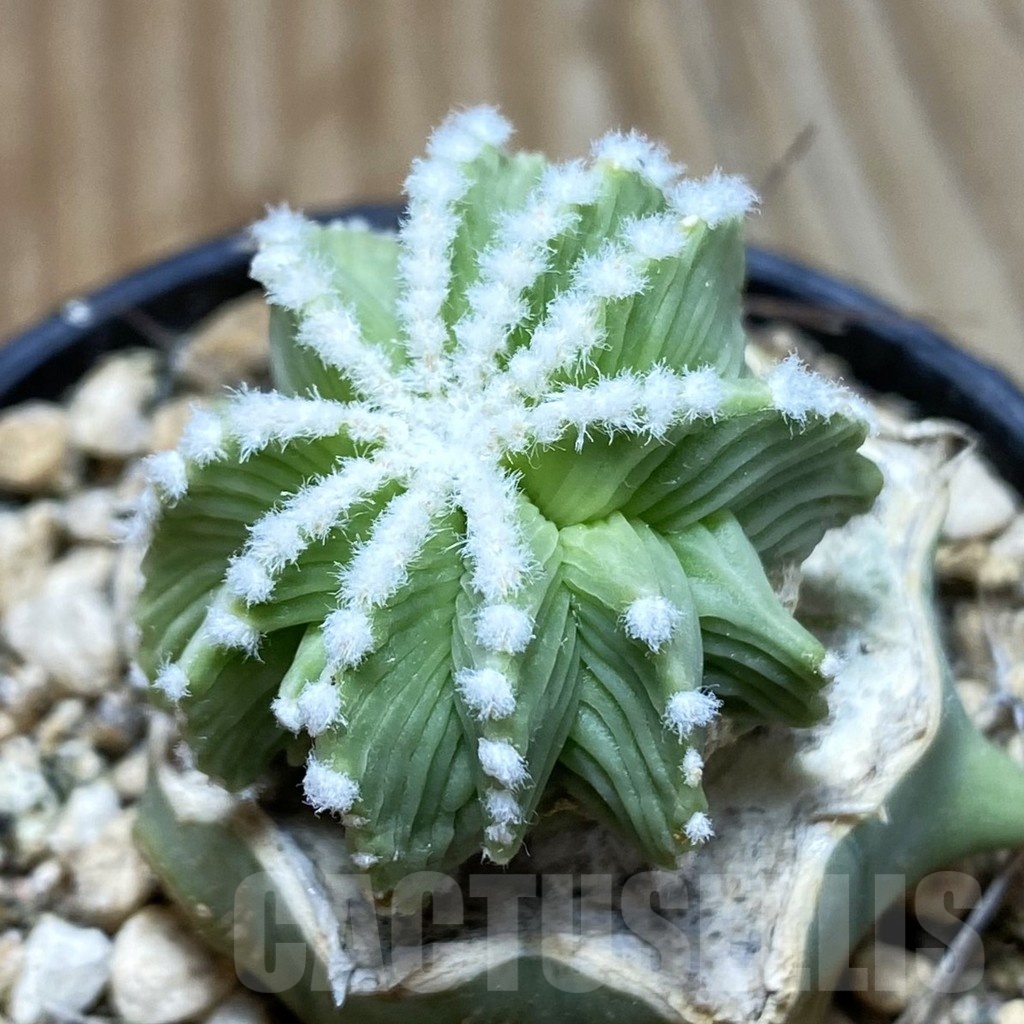 SH5774 Aztekium hintonii f. minor GCG 12707, Clone 24, grafted