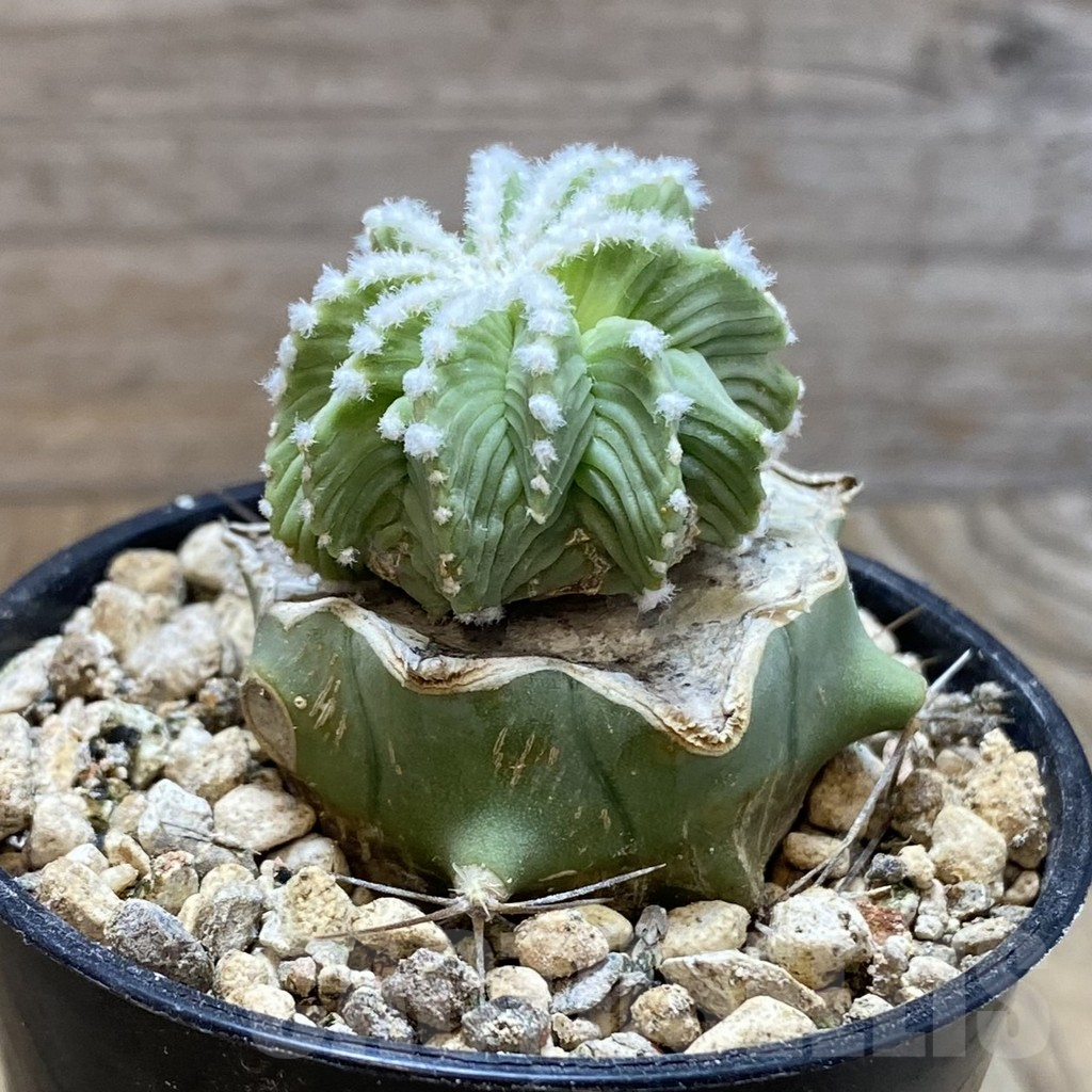 SH5774 Aztekium hintonii f. minor GCG 12707, Clone 24, grafted – Bild 3