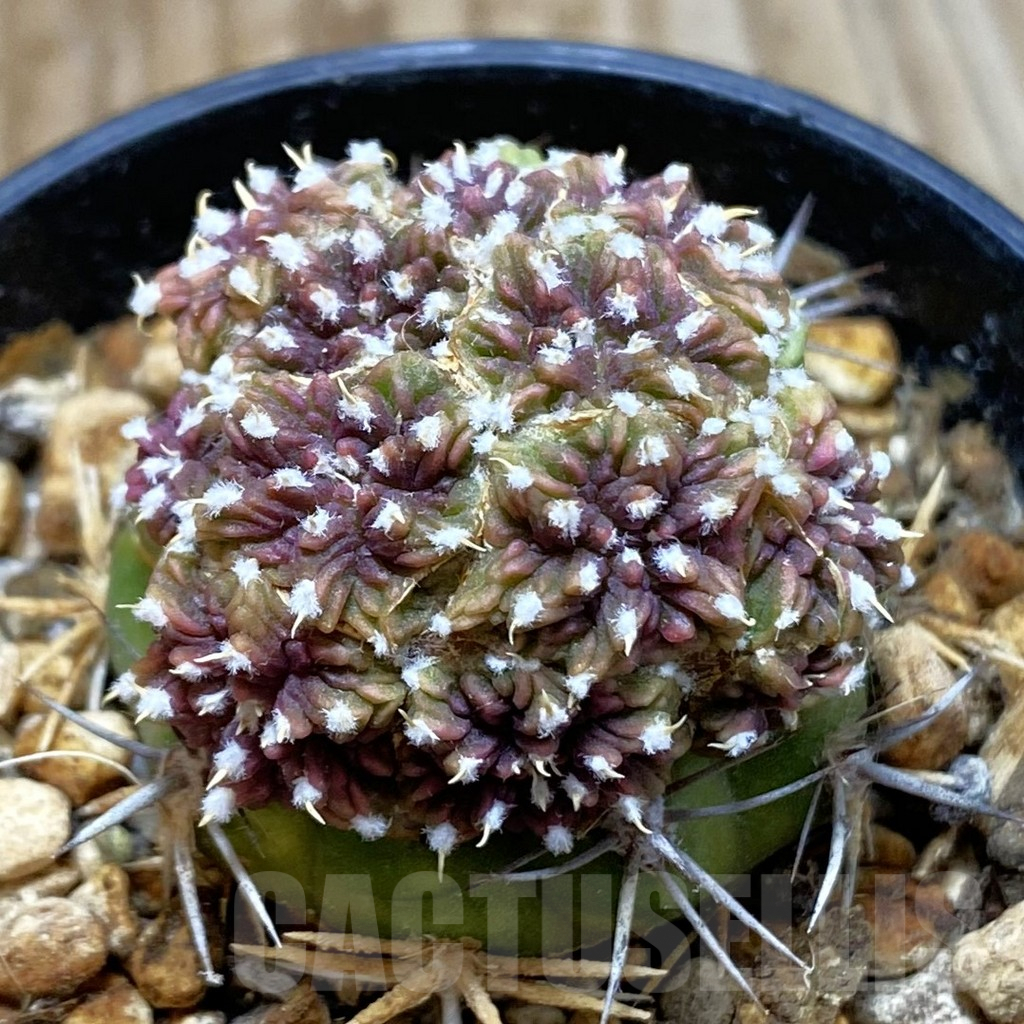 SH5775 Aztekum ritteri VM 410, Clone 2, grafted