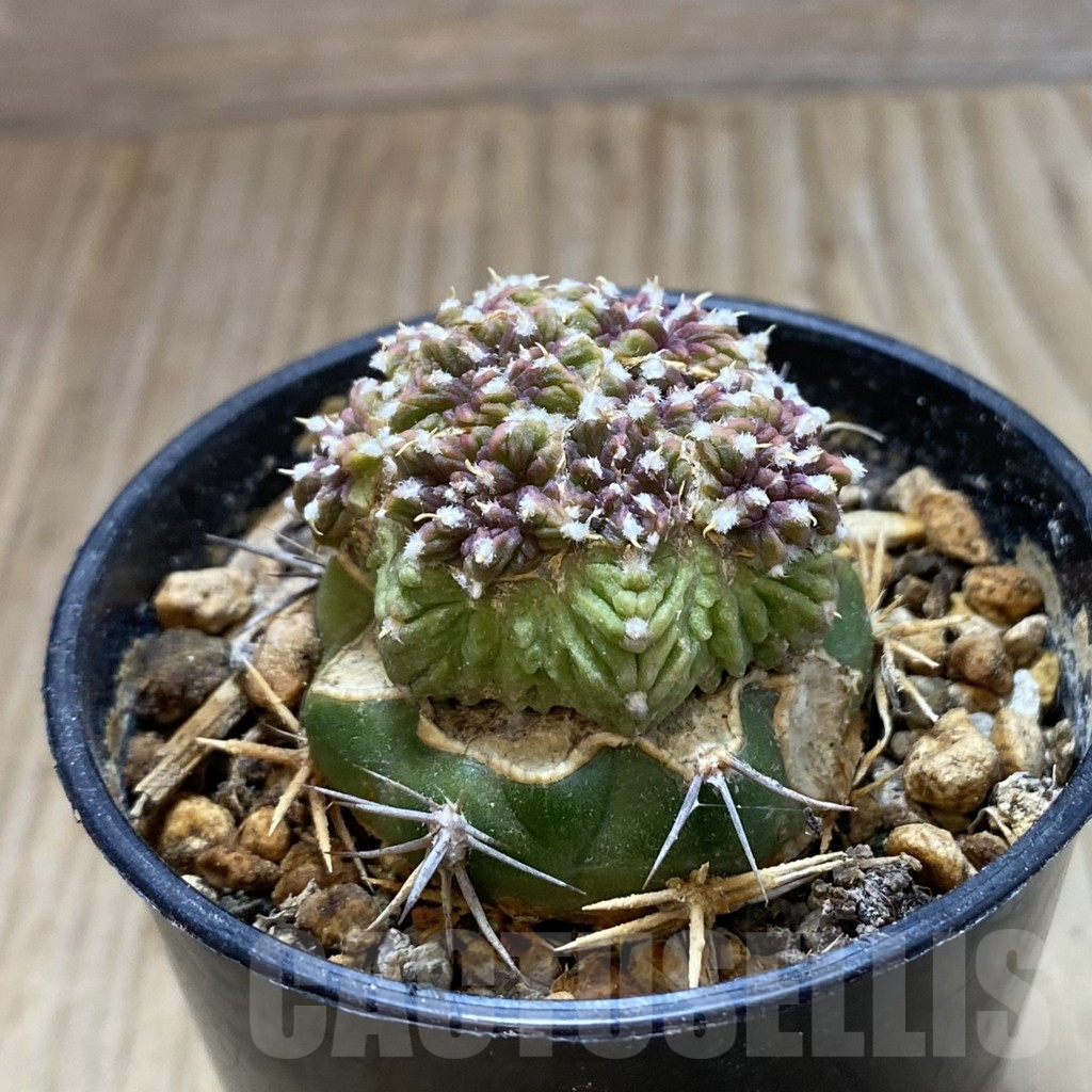 SH5775 Aztekum ritteri VM 410, Clone 2, grafted - Image 2