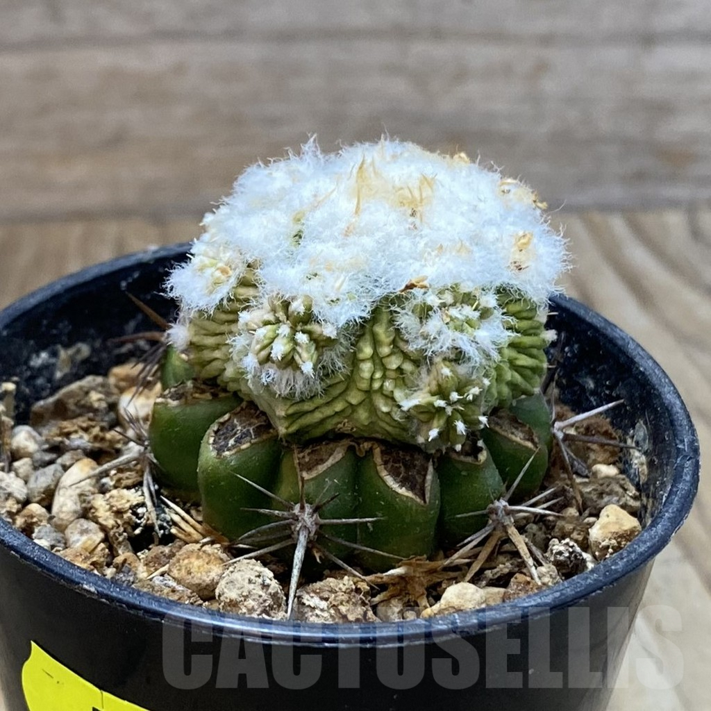 SH5776 Aztekium ritteri f. white flower, Clone 3, grafted - Image 2