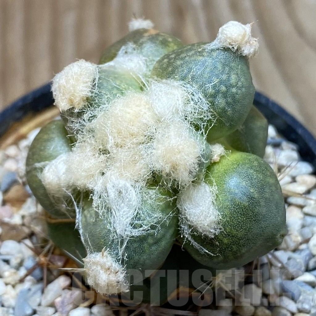 SH5777 Ariocarpus retusus 'Maruibo', Clone 121, grafted
