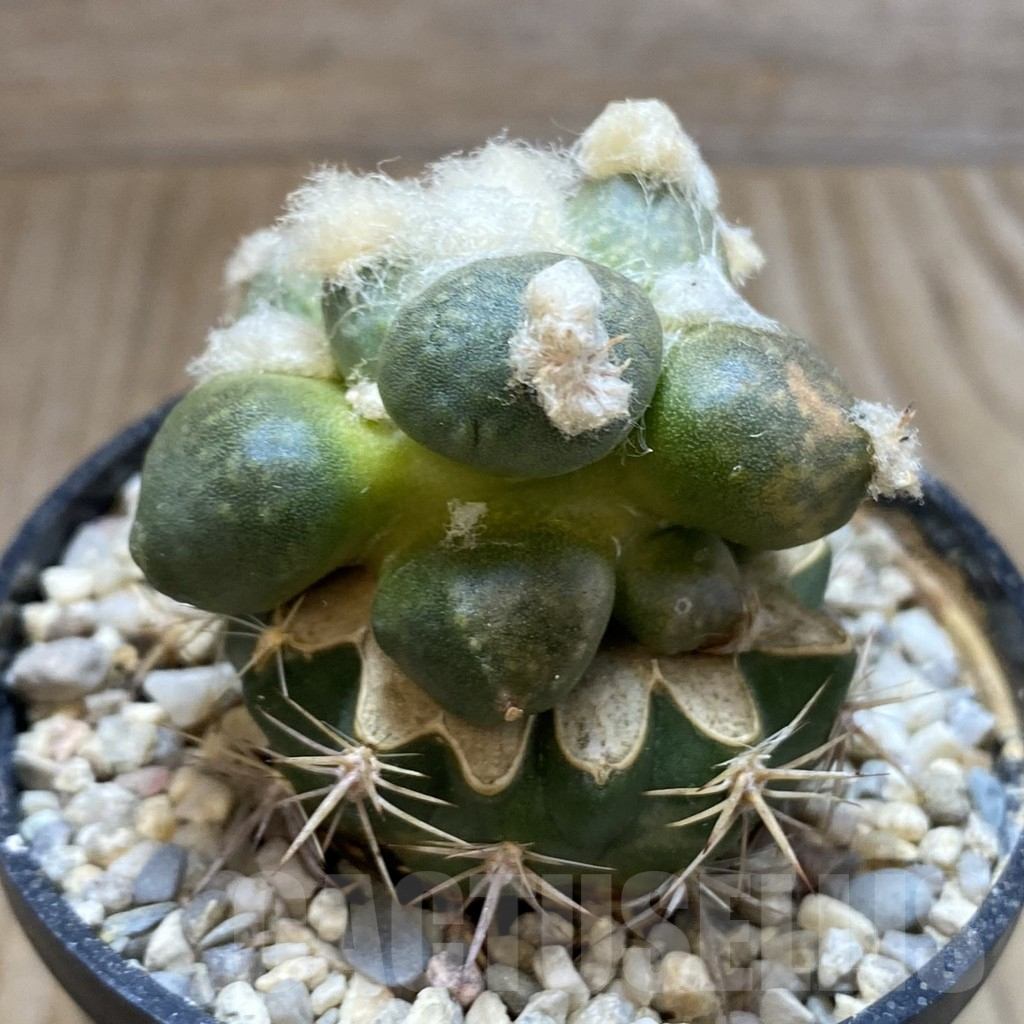 SH5777 Ariocarpus retusus 'Maruibo', Clone 121, grafted - Image 2