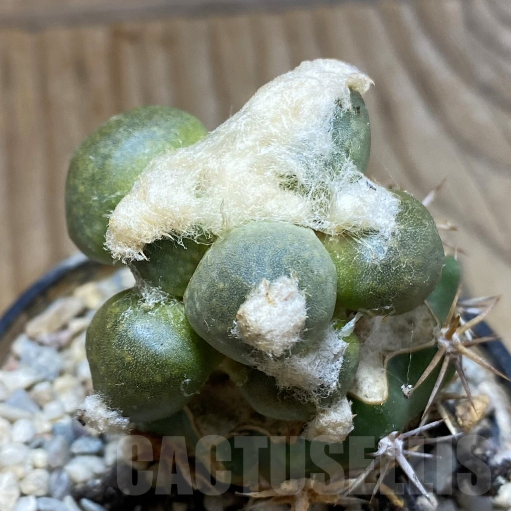 SH5778 Ariocarpus retusus 'Maruibo', Clone 121, grafted