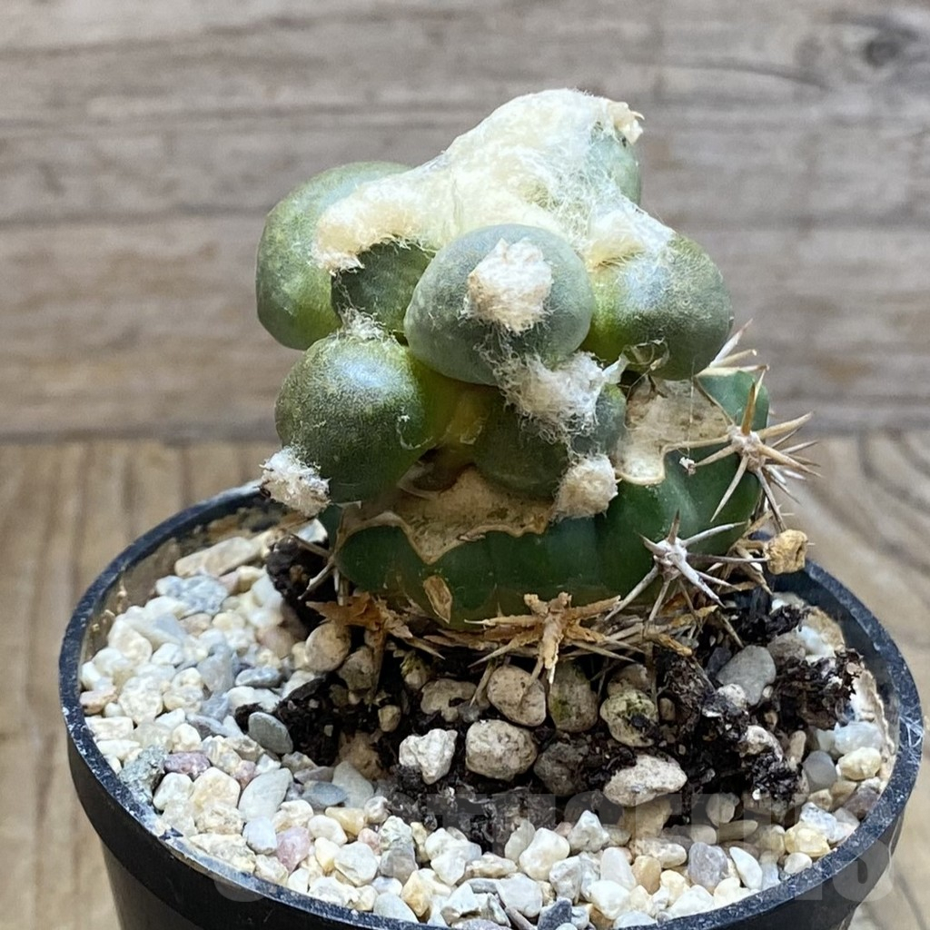 SH5778 Ariocarpus retusus 'Maruibo', Clone 121, grafted - immagine 2