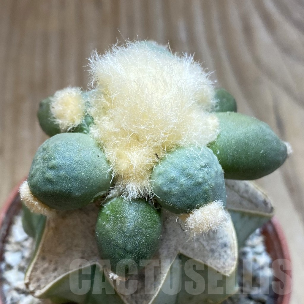 SH5782 Ariocarpus retusus 'Maruibo', Clone 126, grafted