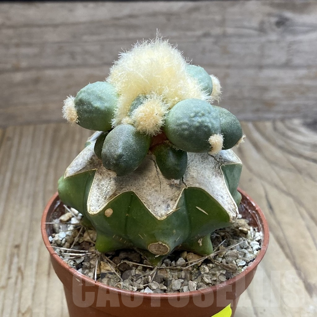 SH5782 Ariocarpus retusus 'Maruibo', Clone 126, grafted - Image 2