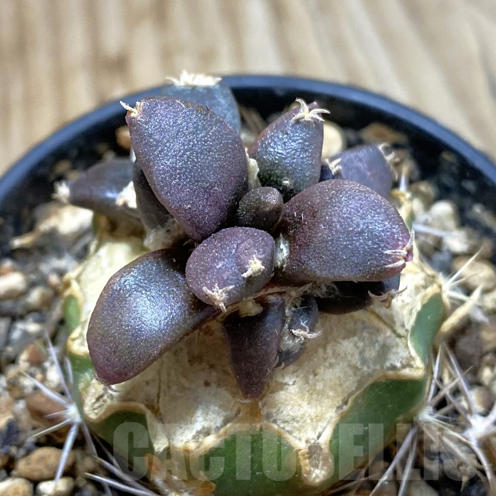 SH5784 Ariocarpus pure fourfingeks, Clone 22, grafted