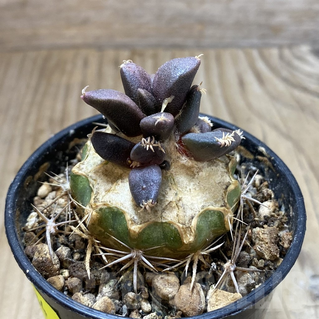 SH5784 Ariocarpus pure fourfingeks, Clone 22, grafted - Зображення 2